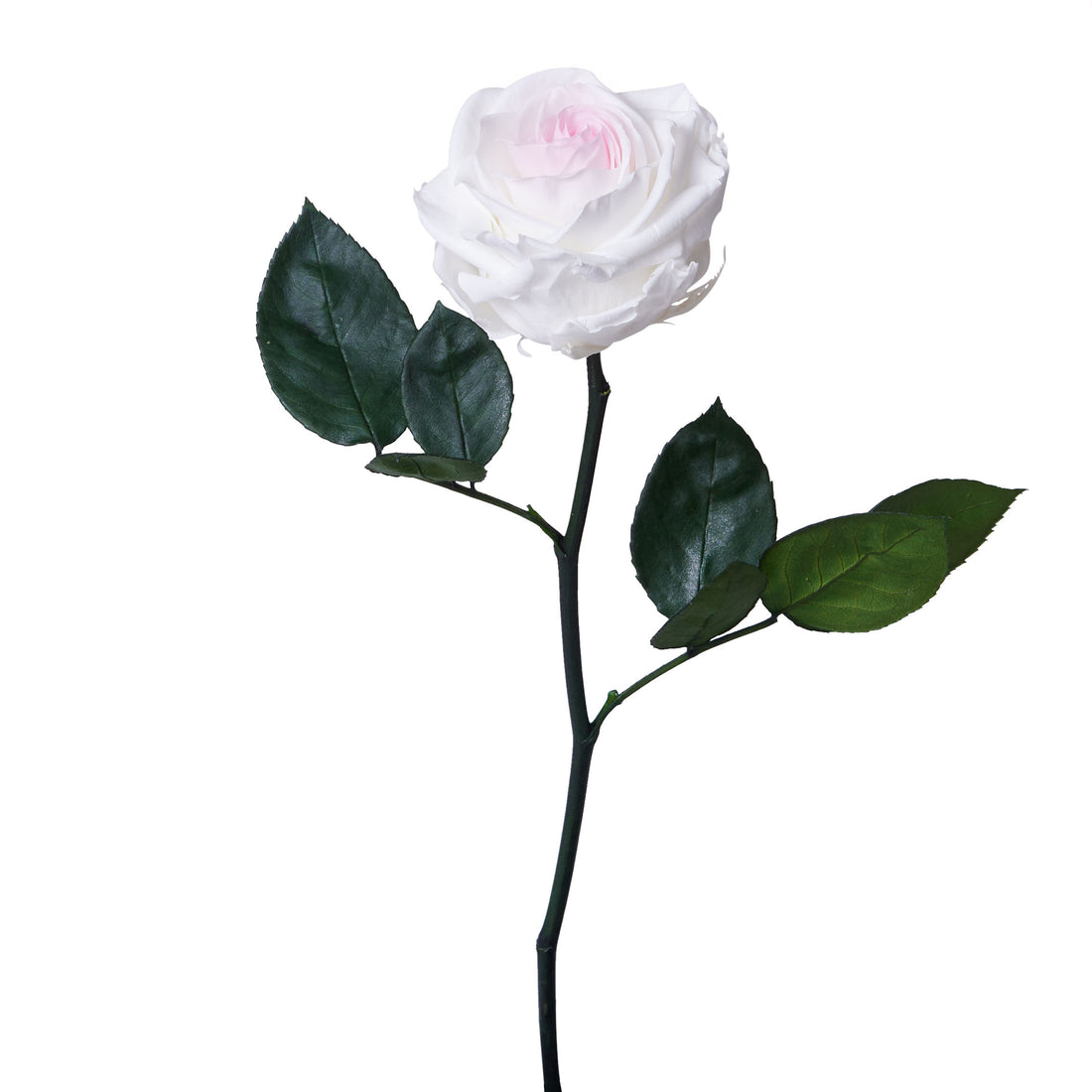 Single Long Stem - Rose