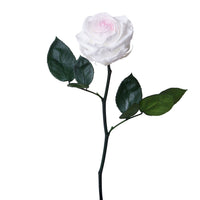 Single Long Stem - Rose