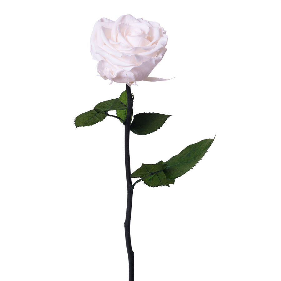 Single Long Stem - Rose