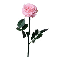 Single Long Stem - Rose