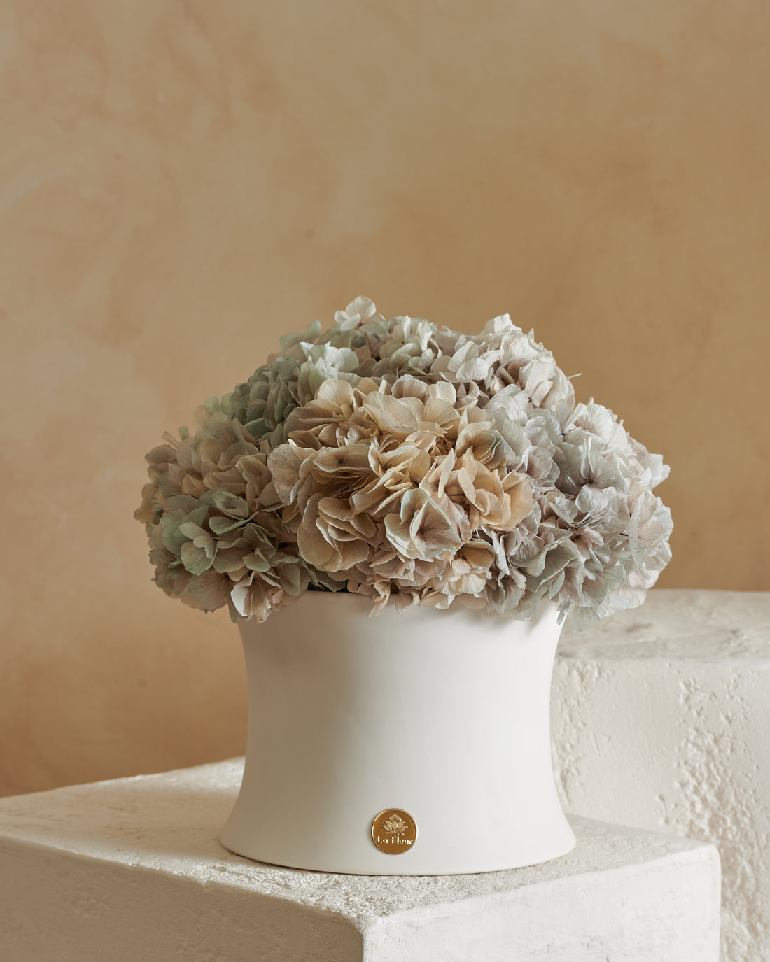 Grande Creme Hydrangea