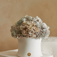 Grande Creme Hydrangea