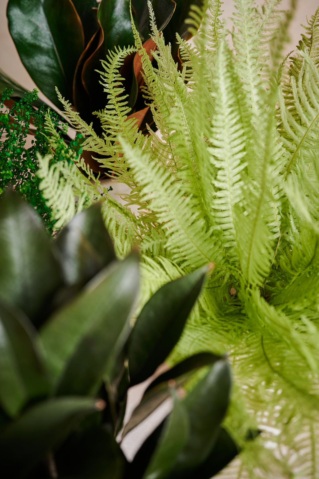 La Plante - Fern