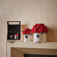 Poinsettia Gift Set